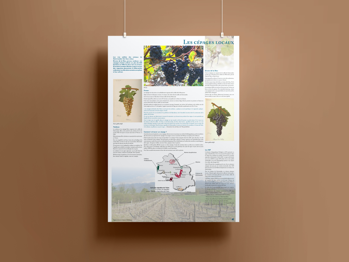 Exposition vignes Grésivaudan panneau illustrant les cépages locaux et leur histoire.